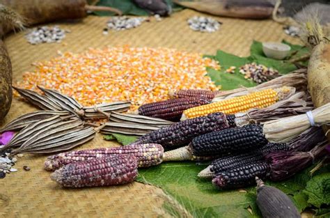 Let's investigate the pros and cons. Following court ruling, anti-GMO activists ask for map of ...