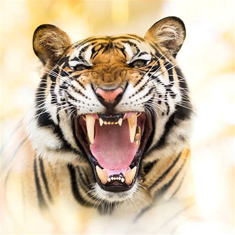 Best Roaring Tiger Stock Photos Pictures And Royalty Free Images Istock