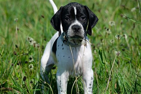 Pointer Dog Breed Information Health Appearance
