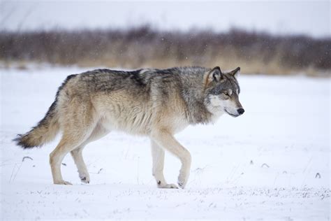 Dna Reveals Lineage Of Ancient Dire Wolves Texas Aandm Today