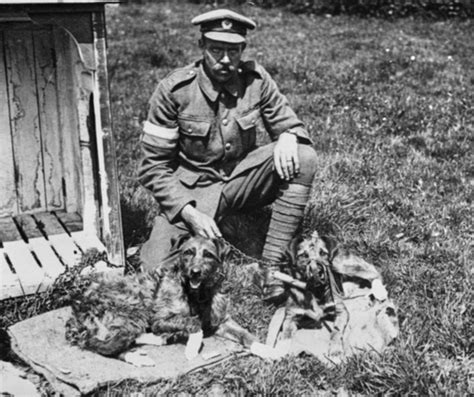 Pictures Reveal The Animals Our Diggers Enlisted To Use In The Trenches