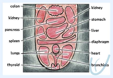 11 Tongue Health ideas | tongue health, health, tongue