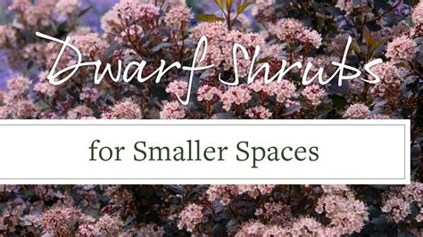 Growing zones, growing zones, growing zones. Dwarf Shrubs for Small Spaces - Grow Beautifully