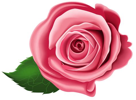 Crmla Pink Rose Clipart Transparent Images