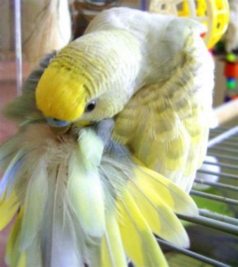 How much do parakeets sleep in a day? Budgies are Awesome: Do budgies smell bad?