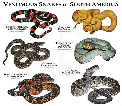 Venomous Snakes Of Missouri Poster Print