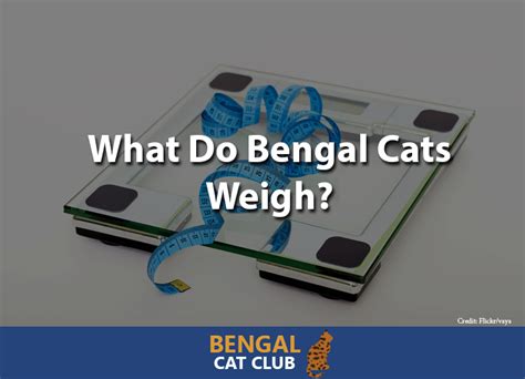 The average weight of a bengal cat is between 8 and 15 pounds, although some members of this breed will be a little larger, particularly if they are male. What do Bengal Cats Weigh? - Bengal Cat Club