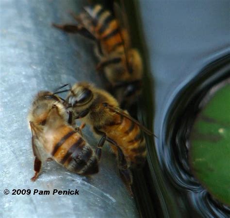 Honeybee Trouble Fighting Over Water Digging