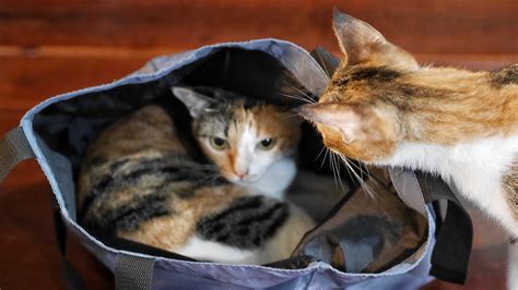11 Adorable Cats Cozied Up In Bags First For Women