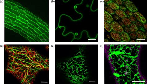 Confocal Laser Scanning Microscopy Of Plant Cells Labeled With Various