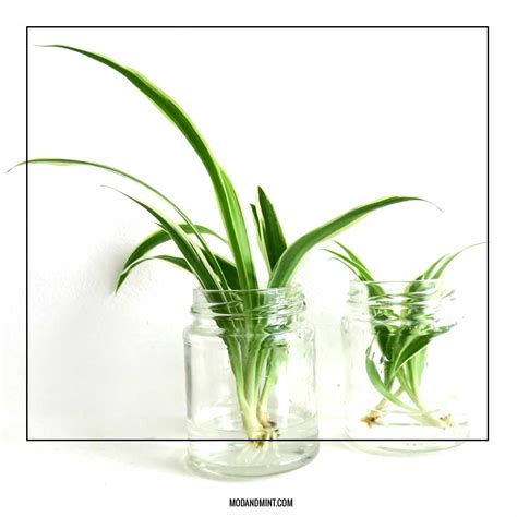 Or, do you simply want to start an indoor jungle on the cheap? 3 Ways to Propagate your Spider Plant: Grow new full grown ...