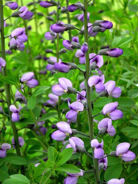 For the most part, these low maintenance perennials require cutting back the flower stalks after the blooms have faded (however, some can be left standing into winter months to provide seeds for birds). 12 Low Maintenance Perennial Plants