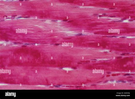 Smooth Muscle Light Micrograph Of Normal Human Smooth Muscle Cells