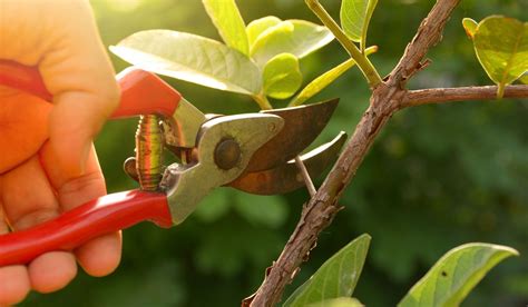 Pruning How To Grow And Maintain In Your Graden