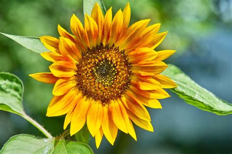 Self care is the new going out. Blume - piqs.de - Bilddatenbank, Bilder kostenlos und ...