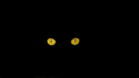 Hd Wallpaper Pair Of Yellow Eye On Black Background Cats Eyes Black