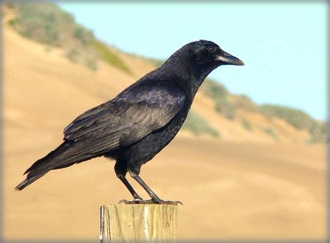 American Crow Corvus Brachyrhynchos Flickr Photo Sharing