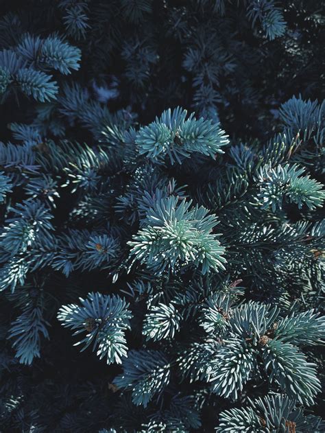 Close View Of Green Pine Tree · Free Stock Photo