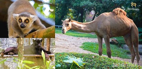 Habitat asli hewan berbelalai ini ada di hutan, sabana pola warnanya pun cukup apik untuk dijumpai. Covid-19: Sharifah Sakinah prihatin nasib haiwan di Zoo ...