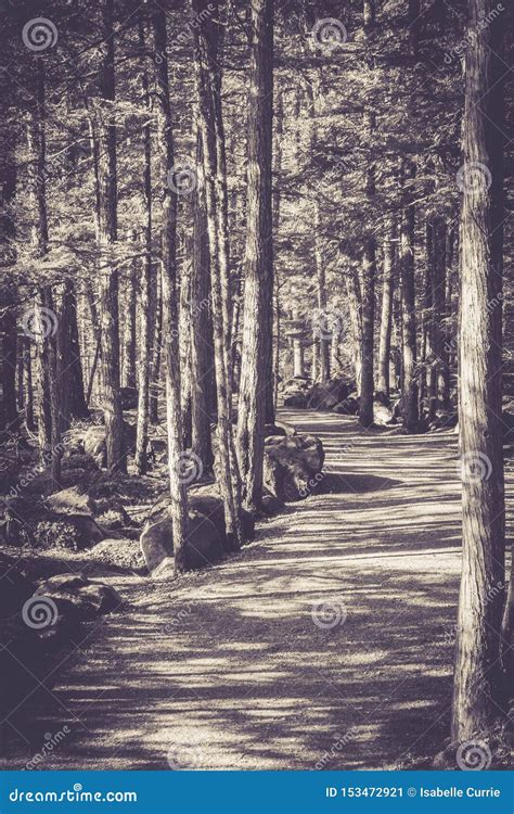 Monochrome Pathway And Trees Stock Image Image Of Autumn Scene