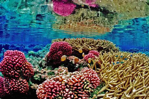 Its Not Just Us Corals Also Thrive Best In Diverse Company Nova Pbs