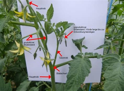 Texte zuordnen wie geht es weiter? Anleitung-für-das-Ausgeizen-von-Tomaten.jpg 657×482 Pixel ...