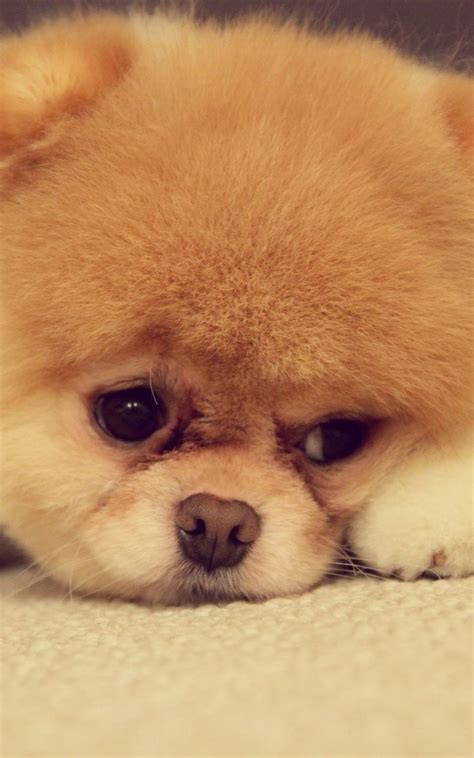 Gambar Wallpaper Android Lucu DP BBM Lucu