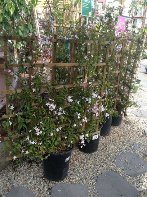 Jasmine With Trellises To Make A Living Wall Urban Garden Living