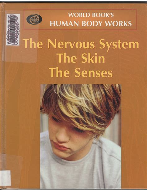 Nervous Body Systems Digital Learning Commons At South Portland