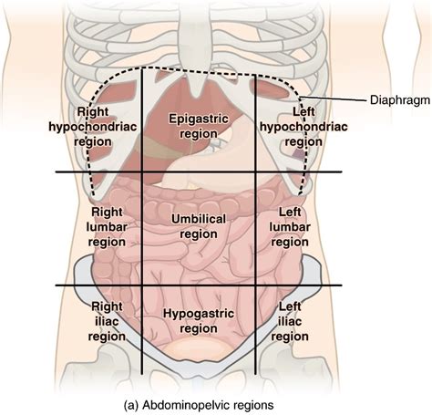 Anatomy Quadrants The 4 Abdominal Quadrants Regions Organs