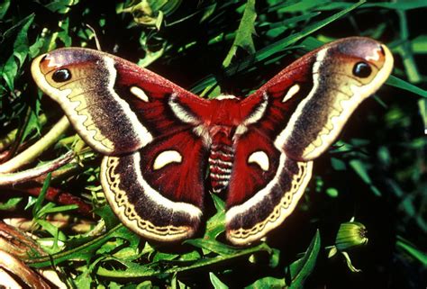 Filececropia Moth With Wings Expanded