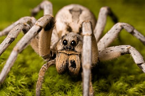 Wolf Spiders Great Facts Venom And Habitat Information