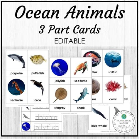 Ocean Animals Vocabulary 3 Part Cards Editable Montessori