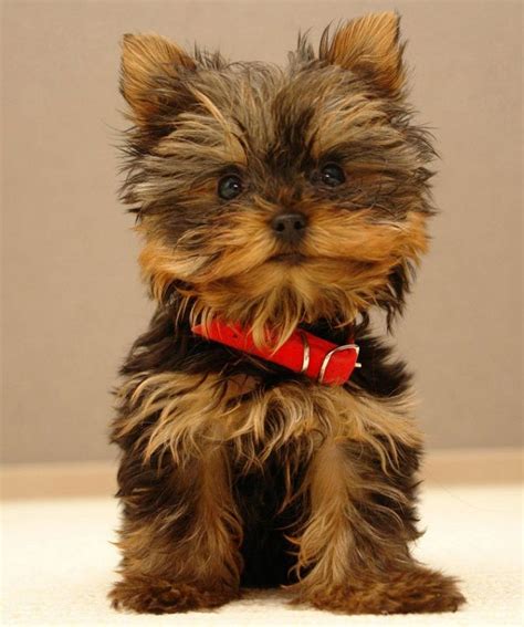 Dog breeds that dont shed small. cutest small dog breeds that don't shed | puppies ...