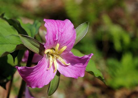 Pink Trillium A Spring Wildflower In The North Carolina Mountains In