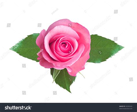 Pink Rose Isolated On White Background Stock Photo 92305432 Shutterstock