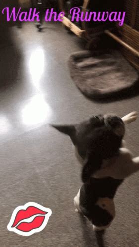 Frenchie Love Gif Frenchie Love Wakeup Discover Share Gifs