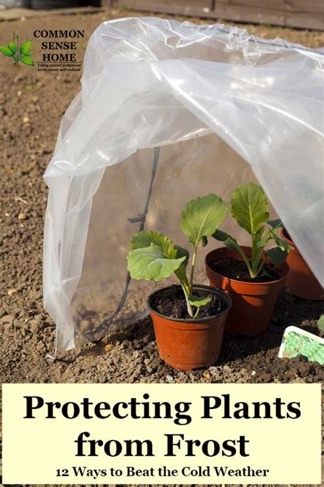 Protecting Plants From Frost 12 Ways To Beat The Cold Weather