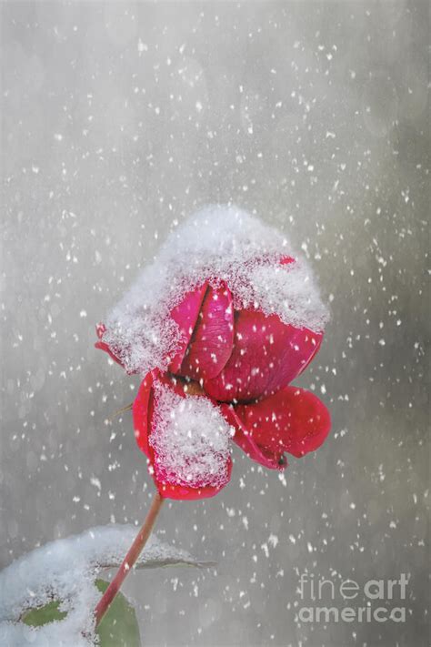 Beautiful Snow Covered Rose Photograph By Elisabeth Lucas Fine Art