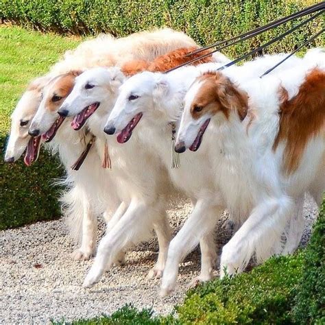 Pin By Larisa Ryabchenko On Sight Hounds Borzoi Dog Beautiful Dogs