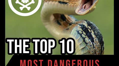 Top 130 Top 30 Most Dangerous Animals