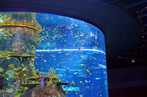 Visiting The Sea Aquarium Resorts World Sentosa Singapore Just An