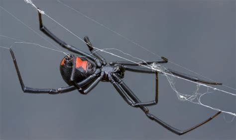 Have You Got False Widow Spiders In Your House How To Spot Them How