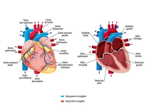 Anatomie Cœur Illustrations Médicales Cardiovasculaire Docdeclic