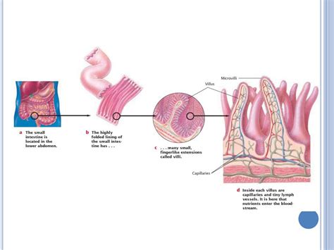 Human digestive system - презентация онлайн