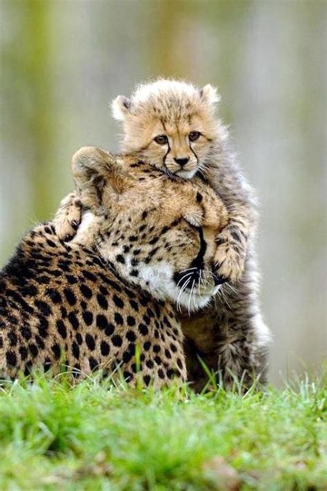 Nature Animals Animals And Pets Wild Animals Animals And Their