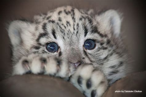 The Daily Snow Leopard