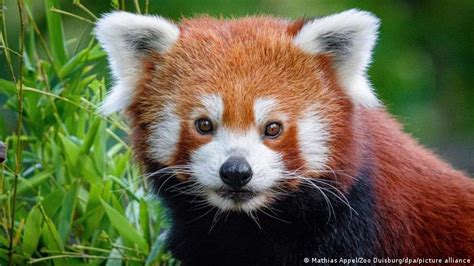 Germany Red Panda Goes Missing From Duisburg Zoo News Dw 02072021