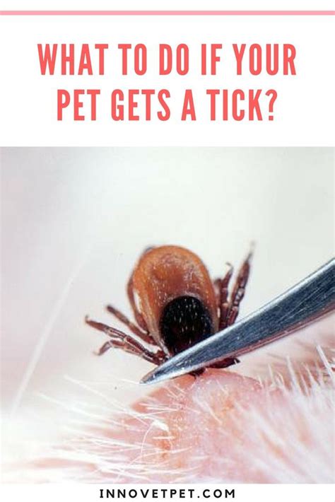 Removing Ticks Pets Ticks Your Pet