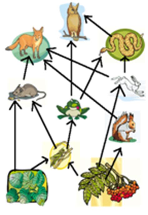 Check spelling or type a new query. Science Dictionary: Food Web
